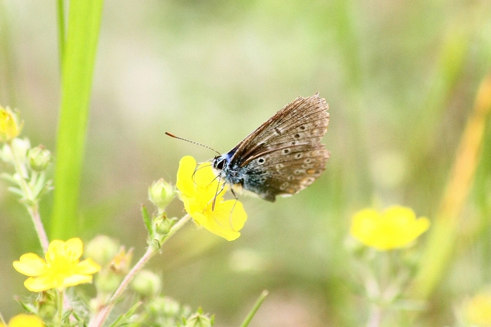 Lycaena dispar e altri licenidi.